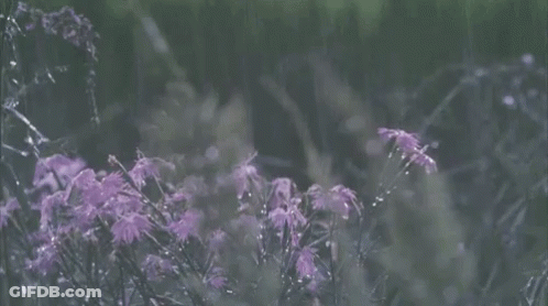 A Field Of Purple Flowers With Water Drops On Them In The Rain GIF