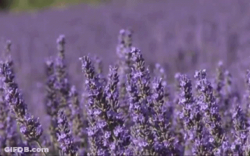 A Field Of Purple Lavender Flowers Growing In The Sunlight GIF