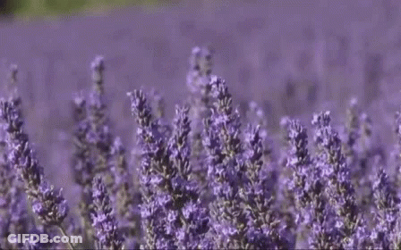 A Field Of Purple Lavender Flowers With A Blurry Background GIF