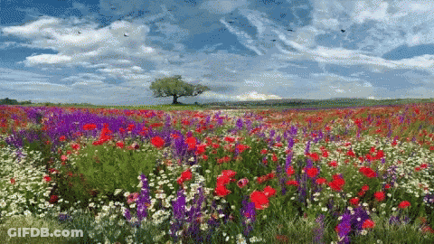 A Field Of Red And Purple Flowers With A Tree In The Distance GIF