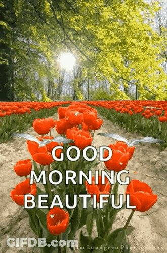 A Field Of Red Flowers With The Words `` Good Morning Beautiful '' Written On It . GIF