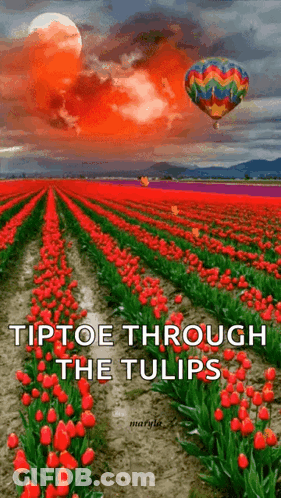 A Field Of Red Tulips With A Hot Air Balloon Flying Over It . GIF