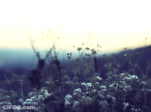 A Field Of Small White Flowers With A Sunset In The Background GIF