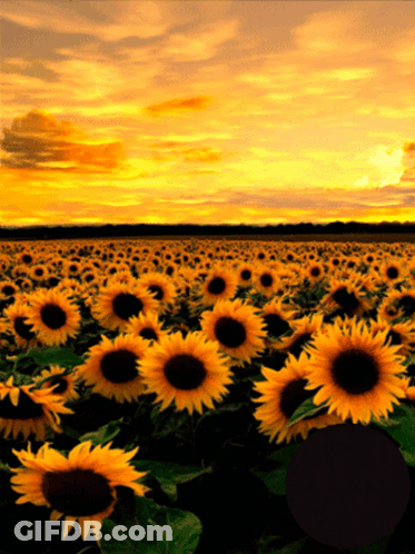 A Field Of Sunflowers At Sunset With A Sunset In The Background GIF