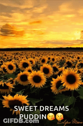 A Field Of Sunflowers At Sunset With The Words Sweet Dreams Puddin On The Bottom GIF