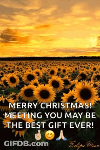 A Field Of Sunflowers With A Message That Says Merry Christmas Meeting You May Be The Best Gift Ever . GIF