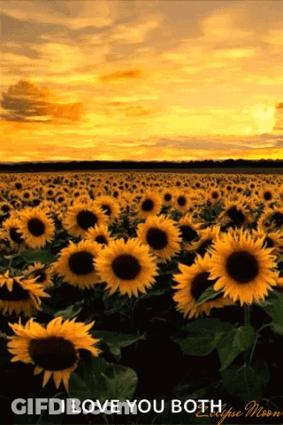 A Field Of Sunflowers With A Sunset In The Background GIF