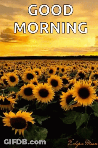 A Field Of Sunflowers With The Words `` Good Morning '' GIF