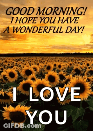 A Field Of Sunflowers With The Words `` Good Morning ! I Hope You Have A Wonderful Day ! I Love You '' GIF