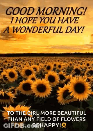 A Field Of Sunflowers With The Words `` Good Morning , I Hope You Have A Wonderful Day ! '' GIF