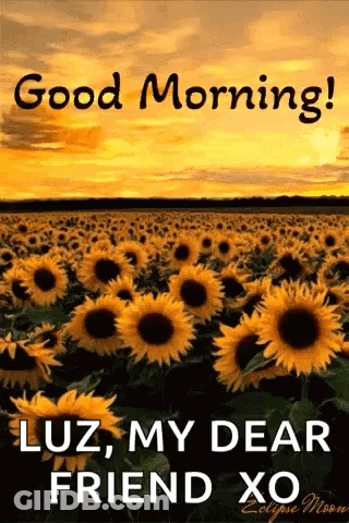 A Field Of Sunflowers With The Words `` Good Morning Luz , My Dear Friend Xo '' On It . GIF