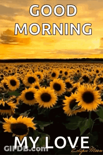 A Field Of Sunflowers With The Words `` Good Morning My Love '' On It GIF
