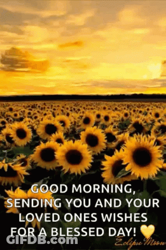 A Field Of Sunflowers With The Words `` Good Morning , Sending You And Your Loved Ones Wishes For A Blessed Day '' . GIF