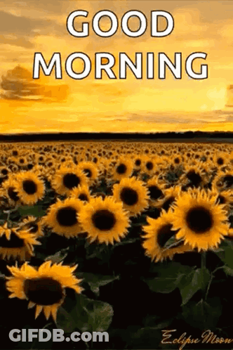A Field Of Sunflowers With The Words `` Good Morning '' Written Above It GIF