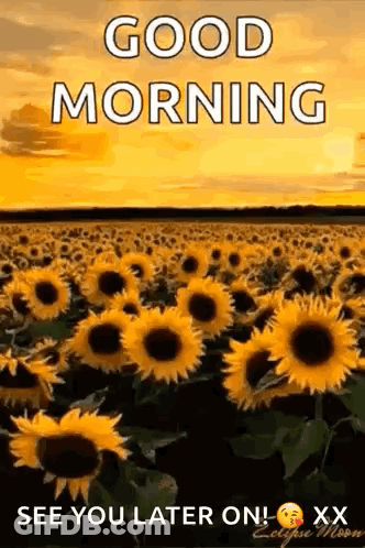 A Field Of Sunflowers With The Words `` Good Morning `` Written On It . GIF