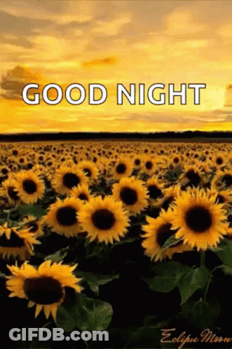 A Field Of Sunflowers With The Words `` Good Night '' Written On The Bottom GIF