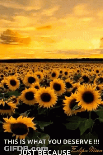 A Field Of Sunflowers With The Words `` This Is What You Deserve !!! Just Because Eclipse Moon '' GIF