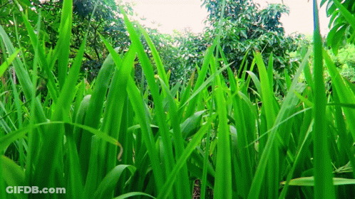 A Field Of Tall Green Grass Surrounded By Trees GIF