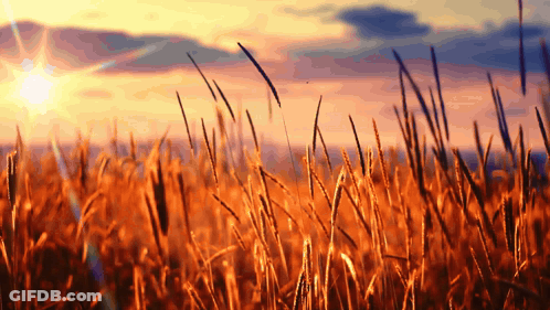 A Field Of Wheat With The Sun Shining Through The Clouds GIF