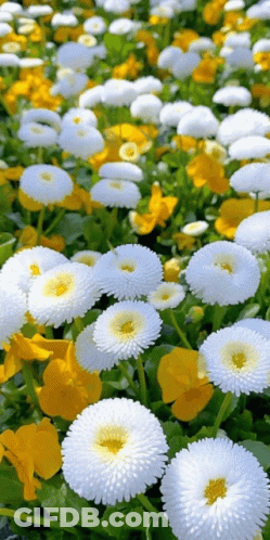 A Field Of White Daisies And Yellow Pansies With Green Leaves GIF