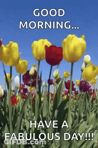 A Field Of Yellow And Red Flowers With The Words Good Morning Have A Fabulous Day GIF