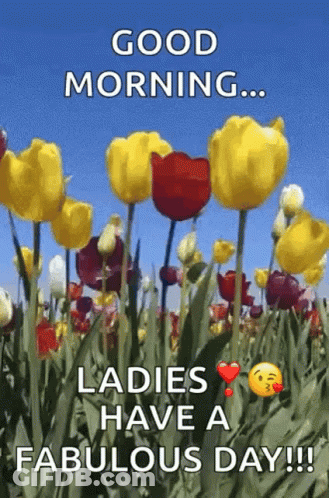 A Field Of Yellow And Red Tulips With The Words `` Good Morning ... Ladies Have A Fabulous Day ! '' GIF