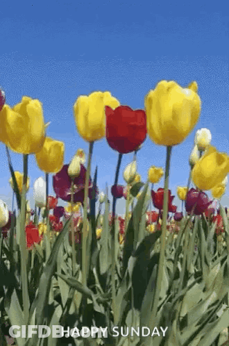 A Field Of Yellow And Red Tulips With The Words `` Happy Sunday '' GIF