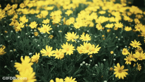 A Field Of Yellow Flowers With Green Leaves GIF