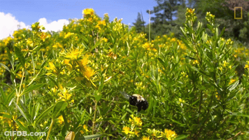 A Field Of Yellow Flowers With The National Geographic Logo In The Corner GIF