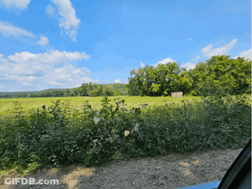 A Field With A Blue Sky And Trees In The Background GIF