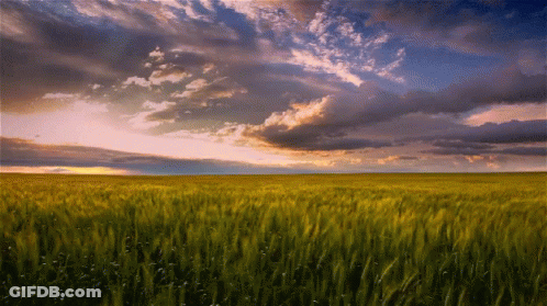 A Field With A Cloudy Sky In The Background GIF