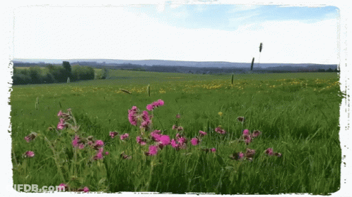 A Field With Purple Flowers In The Foreground GIF