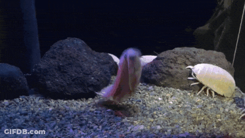 A Fish And A Shrimp Are Swimming In A Tank With Rocks GIF