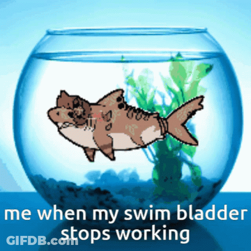 A Fish In A Bowl With The Words " Me When My Swim Bladder Stops Working " On The Bottom GIF