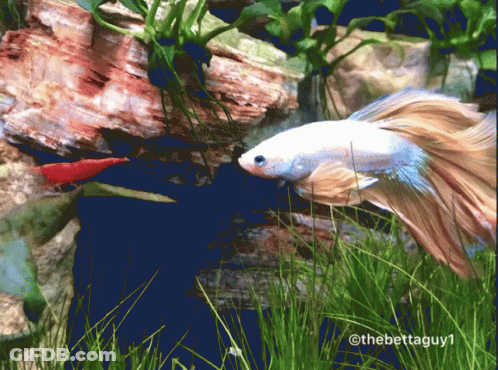 A Fish In A Tank With The Hashtag Thebettaguy1 On The Bottom GIF