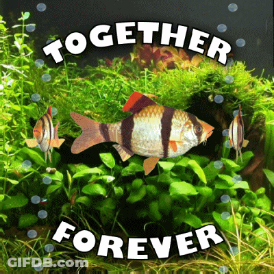 A Fish In A Tank With The Words Together Forever Below It GIF