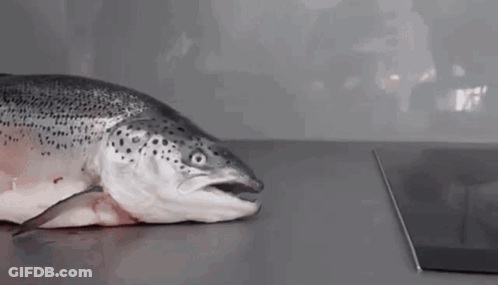 A Fish Is Laying On A Counter With Its Mouth Open . GIF