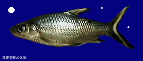 A Fish Is Shown On A Blue Background GIF