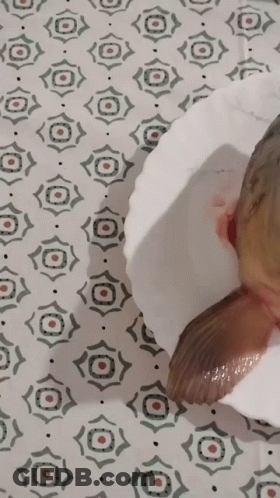 A Fish Is Sitting On A White Plate On A Patterned Tablecloth GIF