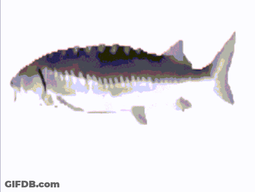 A Fish Is Surrounded By Colorful Squares On A White Surface GIF