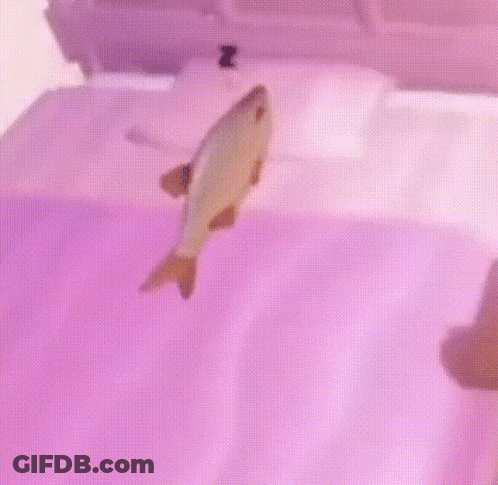 A Fish Is Swimming In A Bathtub With The Letter Z On The Pillow GIF