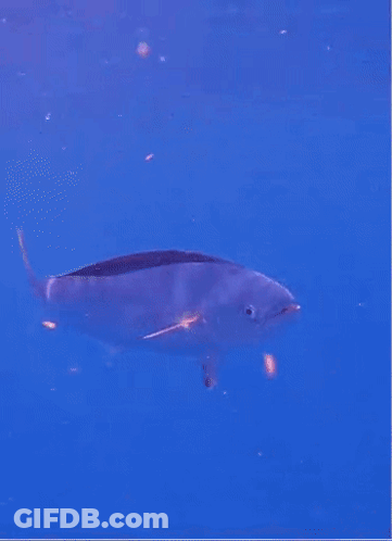 A Fish Is Swimming In A Blue Ocean GIF