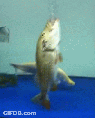 A Fish Is Swimming In A Blue Tank With Bubbles Coming Out Of Its Mouth . GIF