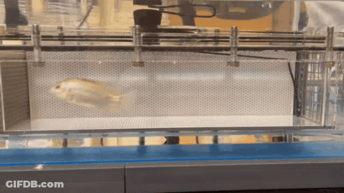 A Fish Is Swimming In A Clear Tank GIF