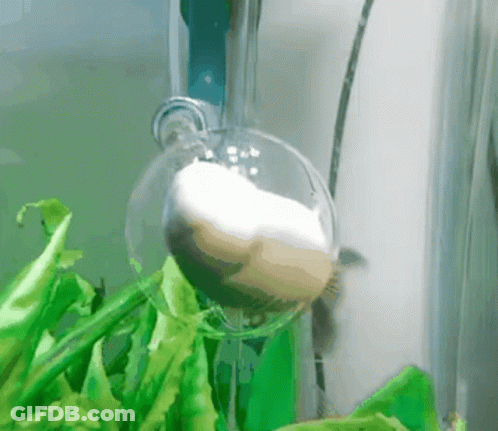 A Fish Is Swimming In A Fish Tank With A Bubble Coming Out Of It GIF