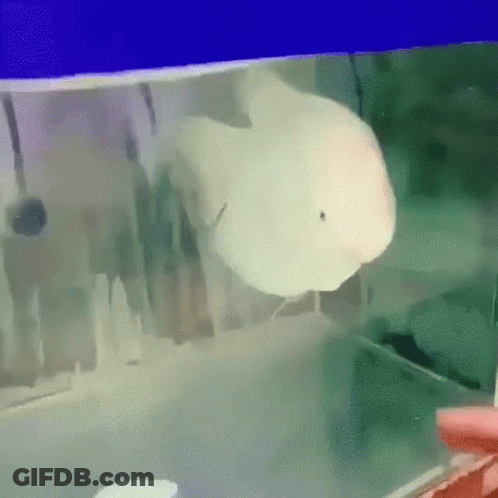 A Fish Is Swimming In A Tank Of Water . GIF