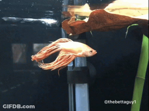 A Fish Is Swimming In A Tank With The Hashtag Thebettaguy1 At The Bottom GIF