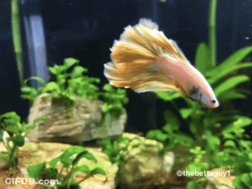 A Fish Is Swimming In A Tank With The Watermark Thebettaguy1 On The Bottom GIF
