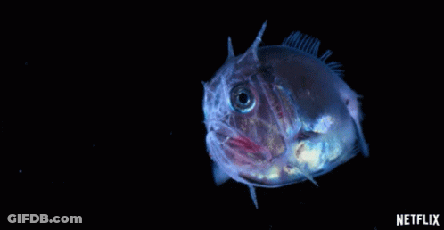 A Fish Is Swimming In The Dark With A Netflix Logo Behind It GIF