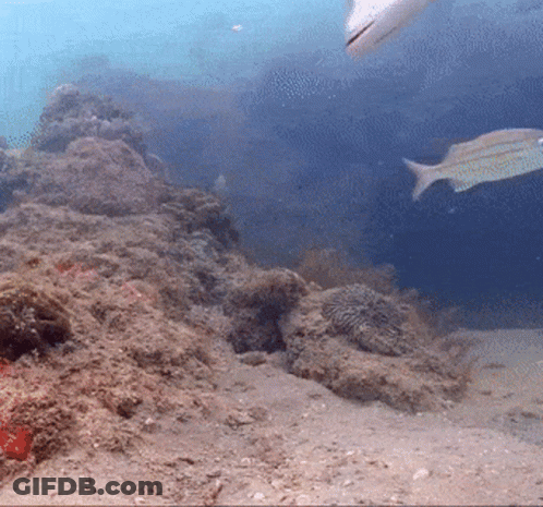 A Fish Is Swimming In The Ocean Near A Rocky Reef GIF